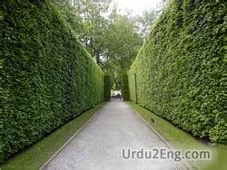 hedge in Urdu .